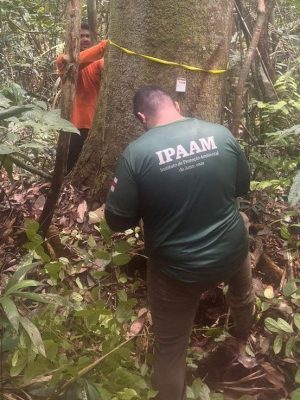 O Instituto de Proteção Ambiental do Amazonas (Ipaam) anuncia que esta quinta-feira (15/05) será o último dia do Defeso Florestal 2025, iniciado em 31 de janeiro. Com o fim da restrição, a partir de sexta-feira (16/05), voltam a ser permitidas as atividades de corte, arraste e transporte de madeira nas florestas do estado, desde que devidamente licenciadas.
