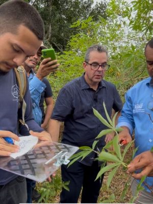 De 14 a 17 de outubro, a Agência de Defesa Agropecuária e Florestal do Amazonas (Adaf) realiza uma força-tarefa educativa no município de Presidente Figueiredo, com foco na prevenção da vassoura-de-bruxa da mandioca — praga ainda não registrada no estado, mas confirmada em estados vizinhos como Amapá e Pará.