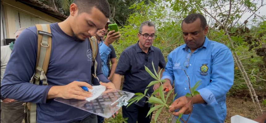 De 14 a 17 de outubro, a Agência de Defesa Agropecuária e Florestal do Amazonas (Adaf) realiza uma força-tarefa educativa no município de Presidente Figueiredo, com foco na prevenção da vassoura-de-bruxa da mandioca — praga ainda não registrada no estado, mas confirmada em estados vizinhos como Amapá e Pará.