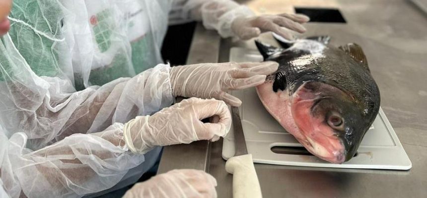 O município de Presidente Figueiredo (a 117 quilômetros de Manaus) sediará, entre os dias 3 e 7 de novembro, o evento “Cultivando Conhecimento: a Ciência por Trás da Criação de Peixes”, que busca aproximar a população das práticas sustentáveis da aquicultura e estimular o interesse científico sobre os ecossistemas aquáticos da Amazônia. A iniciativa é apoiada pelo Governo do Amazonas, por meio da Fundação de Amparo à Pesquisa do Estado do Amazonas (Fapeam), e integra a programação da Semana Estadual de Ciência e Tecnologia 2025. Amparado pelo Programa de Pop